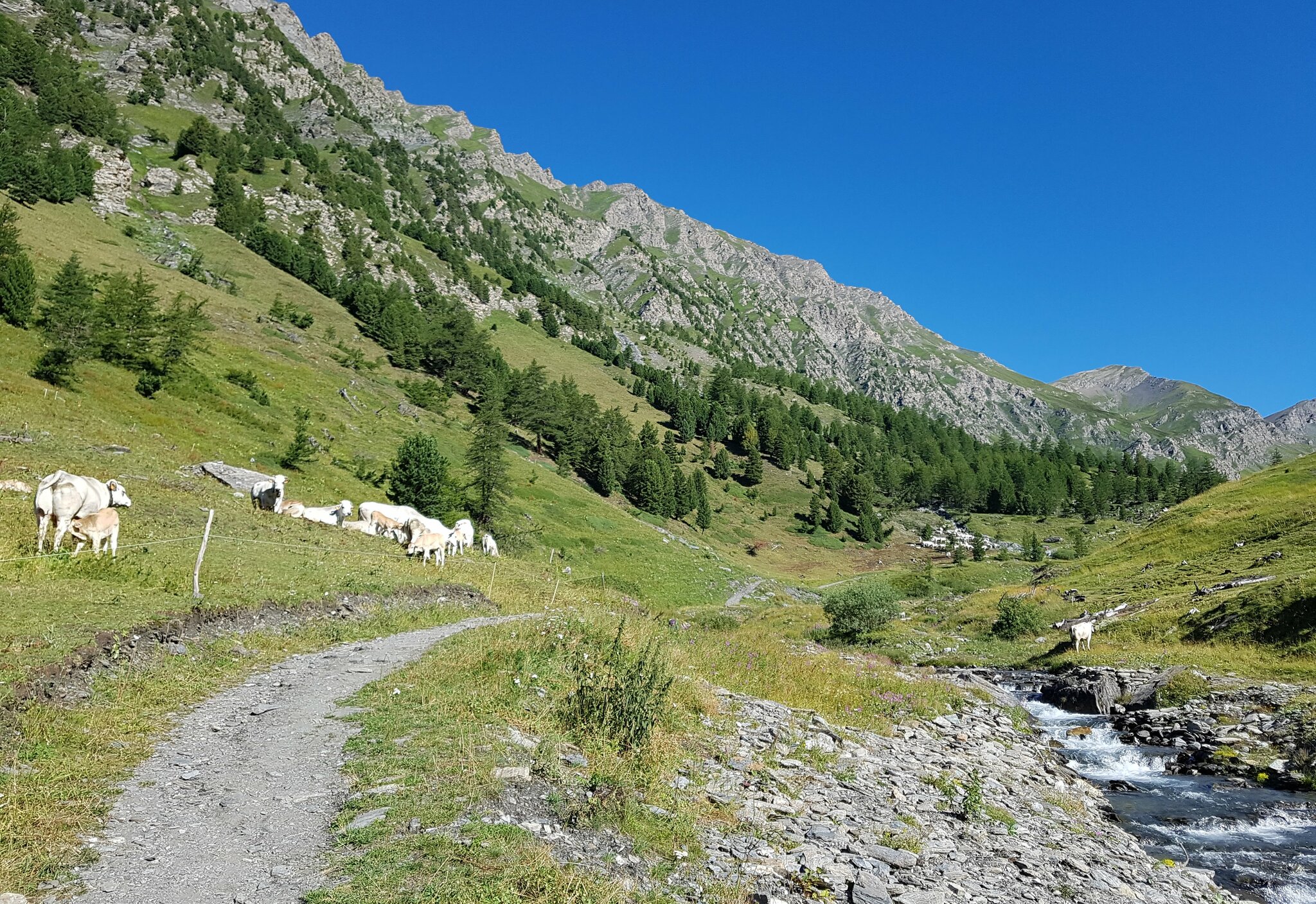 in primo piano il sentiero che corre lungo il torrente. Sulla sinistra si alzano le montagne e vicino al sentier ci sono alcune mucche al pascolo, tra cui un vitello che succhia il latte dalla vacca. sulle pendici delle montagne pascoli e alcuni larici, cielo azzurro. Sulla destra in lontananza una mucca solitaria