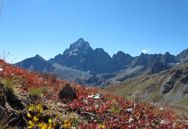 sullo sfondo il Monviso, in primo piano prato alpino   con erba rossa