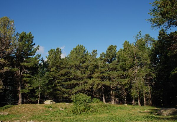 Bosco di pini cembri dietro una radura
